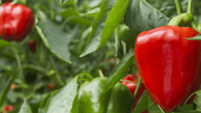 AI pepper harvest prediction
