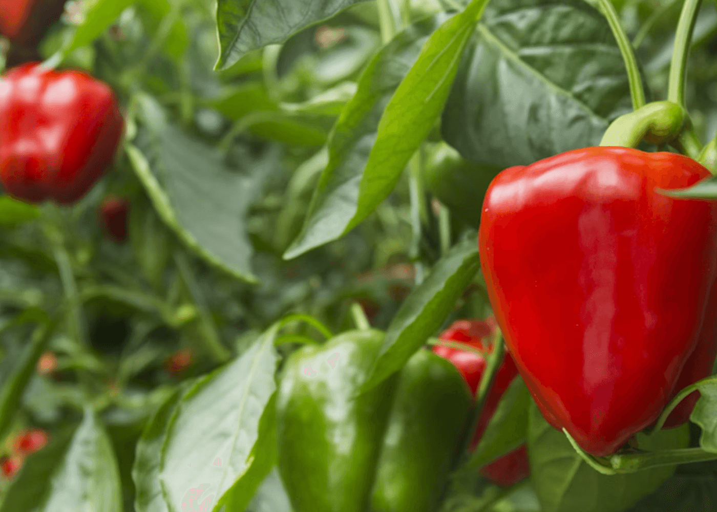 AI pepper harvest prediction